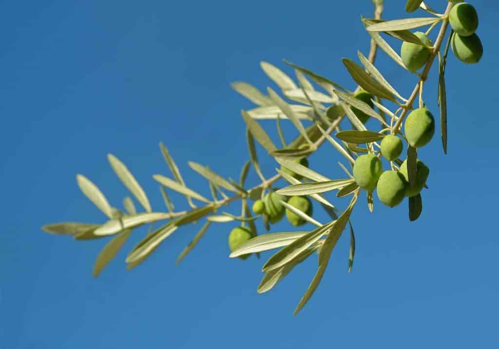 Olives et ciel bleu - Savon-Alep.Shop - By Ввласенко - Own work, CC BY-SA 3.0, https://commons.wikimedia.org/w/index.php?curid=36969490