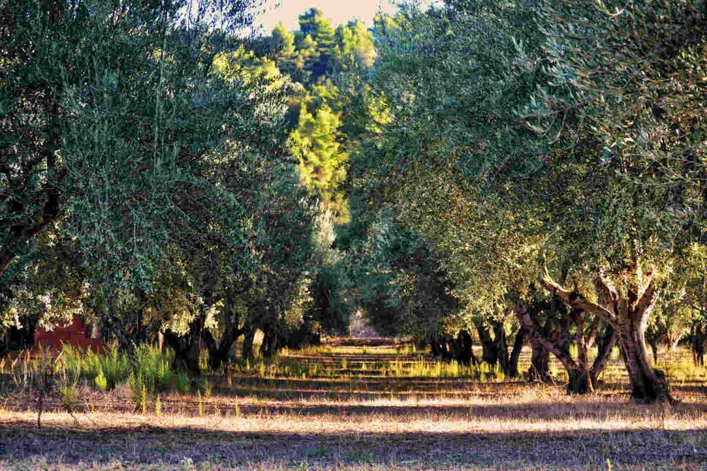 Oliveraie dans la région méditerranéenne