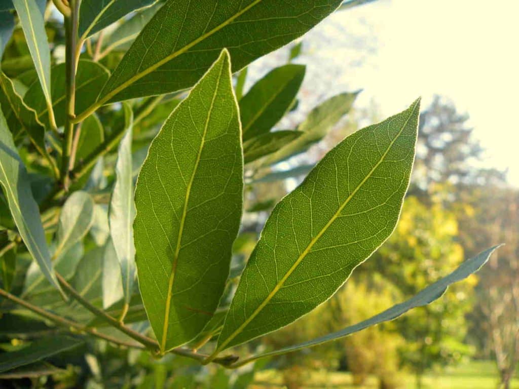 Feuilles de laurier-sauce