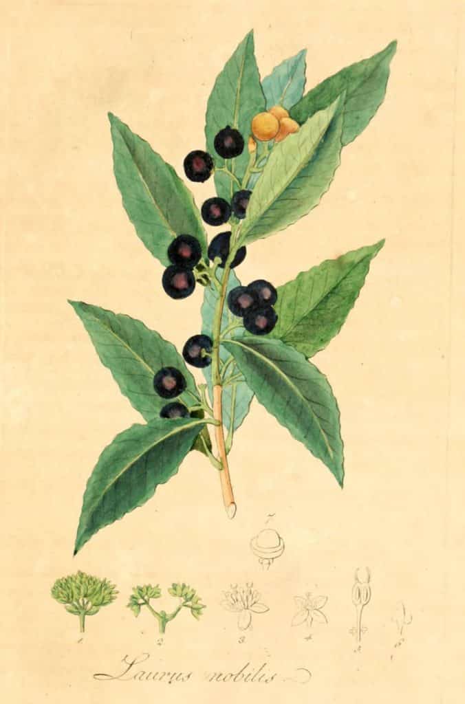 Les ingrédients du savon d’Alep: l’huile de baie de laurier - Savon-Alep.Shop - By Dietrich, David Nathanael Friedrich Public Domain, https://commons.wikimedia.org/w/index.php?curid=43029235