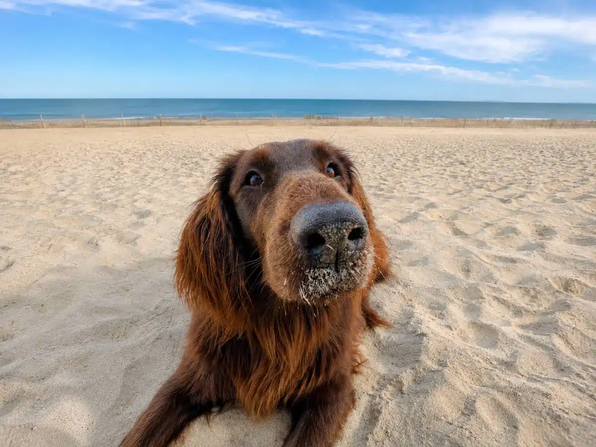 Chien sur la plage illustrant l’utilisation du savon d’Alep